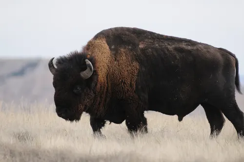 Bison grazing on mixed-grass prairie in the Sage Creek area of Badlands National Park.