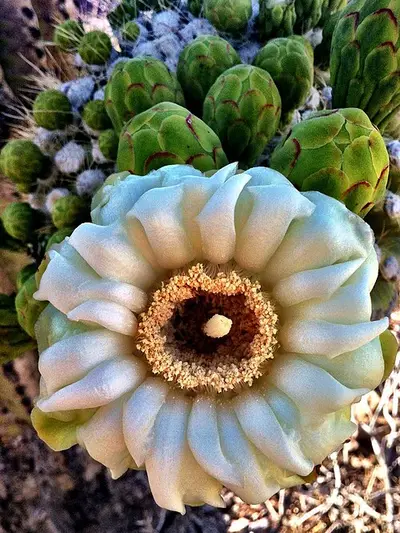 White waxy saguaro flowers, Arizona's state flower, crowning the tip of a saguaro arm in Saguaro National Park.