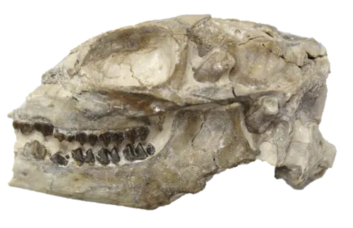 High-definition photo of a Santuccimeryx fossil skull recovered at Badlands National Park.