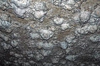 Gypsum snowball blisters blooming on the dry limestone ceiling of the Snowball Room in Mammoth Cave.