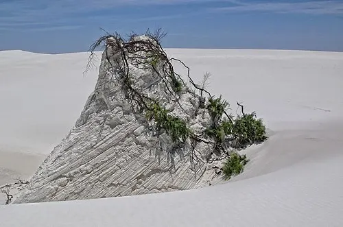 Plant life rooted in the white gypsum dunes at White Sands, showing how vegetation survives the moving sand.