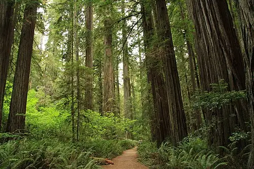 Large old-growth redwood trunks in Stout Memorial Grove, Jedediah Smith Redwoods State Park, with green understory.