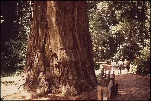 Interior of a tall coast redwood old-growth stand at Redwood National and State Parks, representative of the Tall Trees Grove forest.