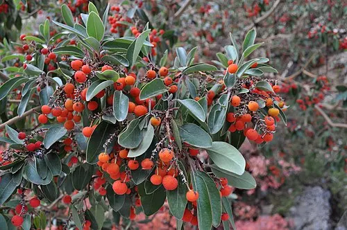 A Texas madrone tree with smooth red-pink peeling bark, a riparian species the Smith Spring oasis supports.