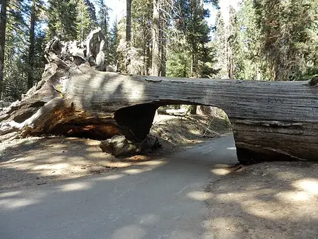 The Tunnel Log, a fallen giant sequoia with a drive-through opening cut into it on Crescent Meadow Road, Sequoia National Park.