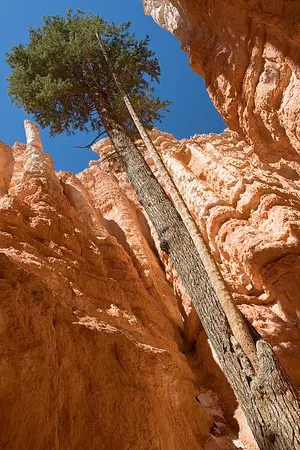 Tall Douglas firs reaching up the narrow Wall Street slot on the Navajo Loop, walled by sheer Claron Formation rock.