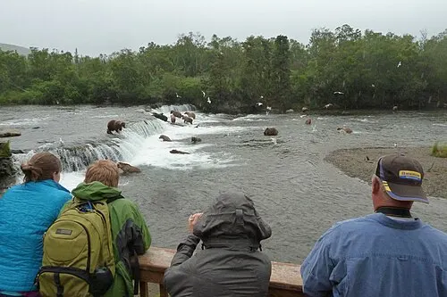 Visitors on the elevated Brooks Falls boardwalk watching brown bears fish in the river below.