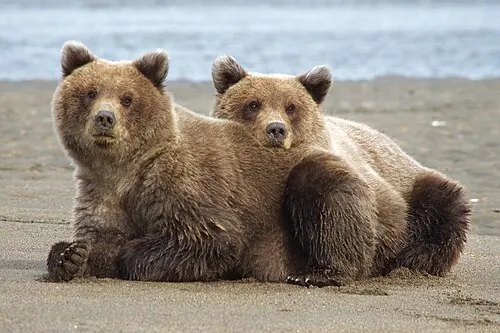 Brown bear cubs on a Cook Inlet beach in Lake Clark National Park, near the Silver Salmon Creek and Chinitna Bay bear-viewing flats.