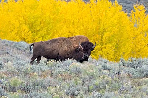 An American bison on open grassland, representative of the Custer State Park Wildlife Loop herd north of Wind Cave