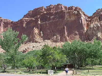 Rows of fruit trees in the historic Fruita orchards below red sandstone cliffs in Capitol Reef National Park.