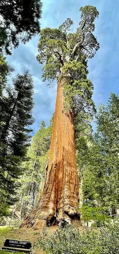 The General Grant Tree, a large giant sequoia in Grant Grove, Kings Canyon National Park.