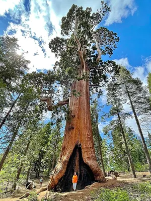 The Resurrection Tree giant sequoia standing among old logging stumps in Big Stump Grove near the Kings Canyon boundary.