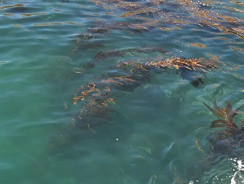 Giant kelp near Santa Cruz Island, the kind of kelp forest the Ventura visitor center shows on its live underwater video feed.