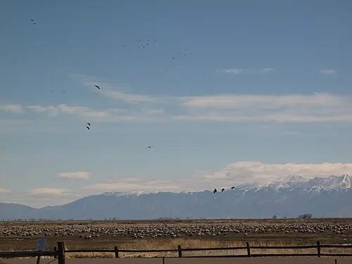 Greater sandhill cranes feeding in a flooded field at Monte Vista National Wildlife Refuge in the San Luis Valley.