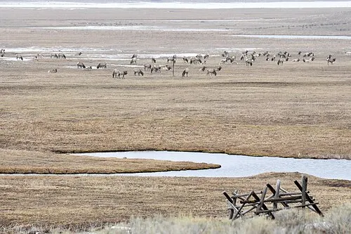 Elk on the winter range of the National Elk Refuge in Jackson Hole with the mountains behind.