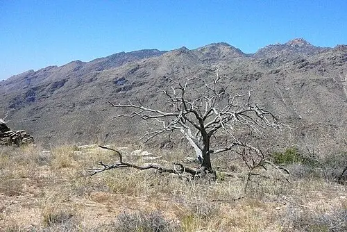 Sabino Canyon with its seasonal creek and saguaro-studded slopes in the Santa Catalina Mountains near Tucson.