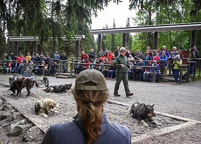 An NPS ranger giving a summer sled dog demonstration to visitors at the Denali park kennels.