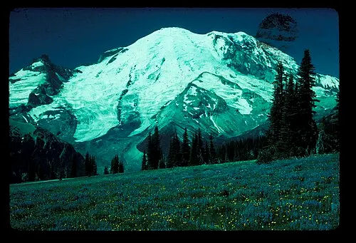 Mount Rainier above a wildflower meadow at Yakima Park (Sunrise) on the drier northeast side.