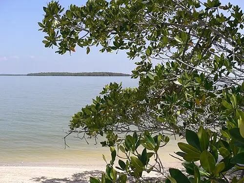 A mangrove island in the Ten Thousand Islands on the Gulf Coast side of Everglades National Park.