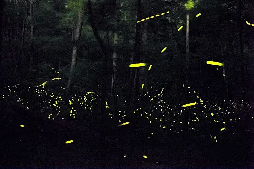 Photinus carolinus synchronous fireflies flashing in unison in the Great Smoky Mountains.