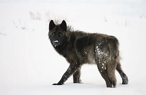 A gray wolf walking across the open grassland of Lamar Valley.