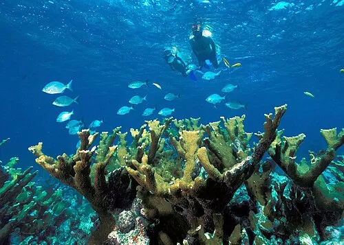 A snorkeler over the shallow reef in Biscayne National Park on a guided boat-and-snorkel trip.