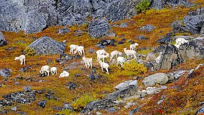 Dall sheep foraging on lichen on a Brooks Range slope, wildlife of the caribou country around Anaktuvuk Pass.