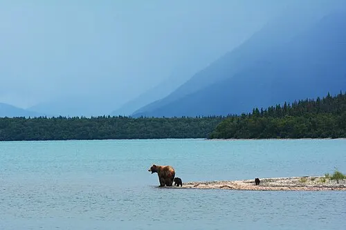 A brown bear mother with spring cubs along the Naknek Lake shore at Katmai.