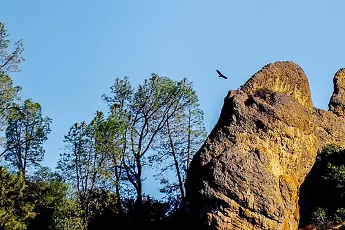 A California condor in flight over the rock formations of Pinnacles National Park.