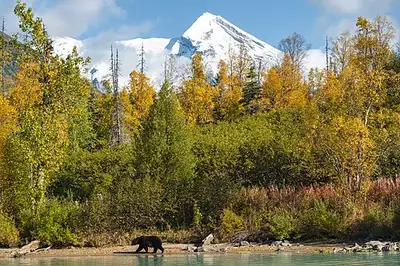A brown bear on the shore of Crescent Lake, an inland bear-viewing site in Lake Clark National Park and Preserve.