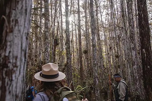 A cypress dome standing in the flooded marsh of the Everglades, the setting for a ranger-led slough slog.