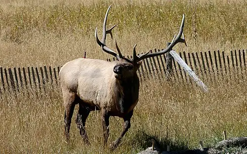 A bull elk bugling during the fall rut in the meadows of Rocky Mountain National Park.