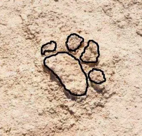 A fossilized giant short-faced bear track from White Sands, part of the Ice Age footprint record.