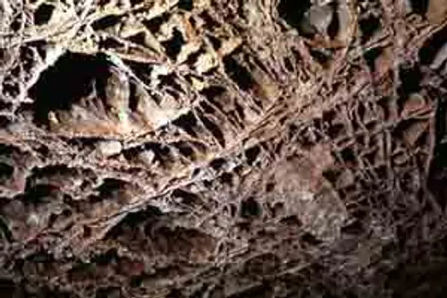 Boxwork calcite formations on a passage wall of the kind seen on Wind Cave's elevator-accessed Garden of Eden tour