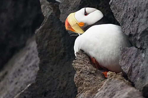 A horned puffin, one of the seabirds seen on Kenai Fjords day cruises.