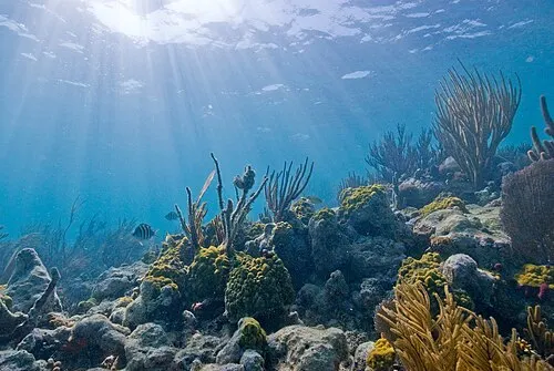 An underwater scene in Biscayne National Park near the boat-access Maritime Heritage Trail shipwrecks.