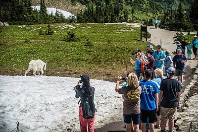 A mountain goat standing on rock at Logan Pass in Glacier National Park.