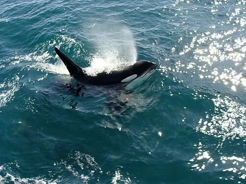An orca surfacing in Kenai Fjords waters, showing its face and dorsal fin.