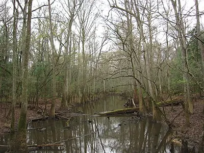 Blackwater channel of Cedar Creek winding through the floodplain forest, the paddling route at Congaree.