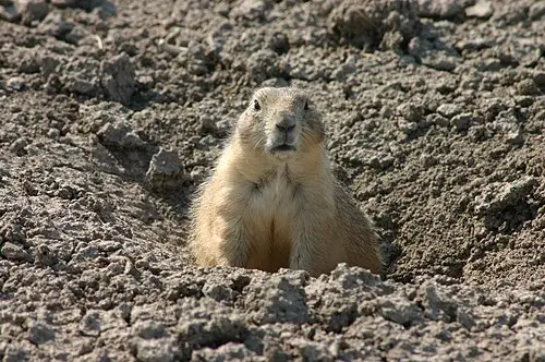 Black-tailed prairie dog standing alert at its burrow entrance along Sage Creek Rim Road.
