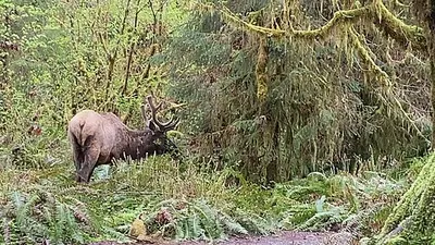 A grazing Roosevelt bull elk in Olympic National Park.