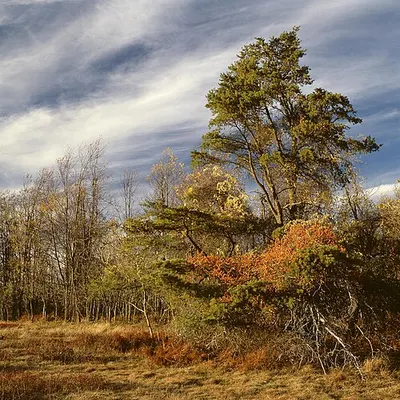 Open meadow and forest edge at Big Meadows, the central campground area on Skyline Drive.