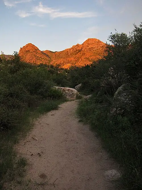 Sunset over saguaros at Catalina State Park at the foot of the Santa Catalina Mountains north of Tucson.