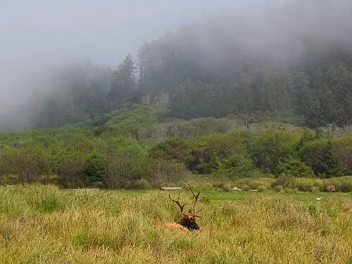 Roosevelt elk grazing on Elk Prairie beside the Elk Prairie Campground in Prairie Creek Redwoods State Park.
