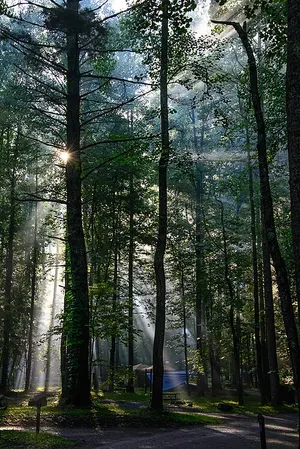 A camp loop at Elkmont Campground along the Little River, the largest campground in the park.