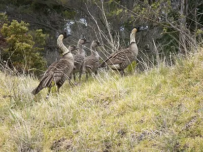 A family of nēnē, the endangered Hawaiian goose, in native shrubland near the Summit District where Hosmer Grove campground sits.