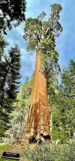 The General Grant Tree, a giant sequoia, rising above the surrounding forest in Grant Grove, Kings Canyon National Park.