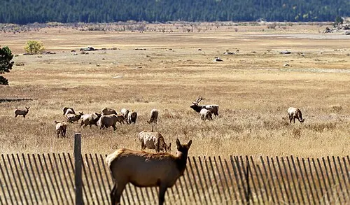 A herd of elk grazing the meadow of Moraine Park, beside the park's largest and only year-round campground.