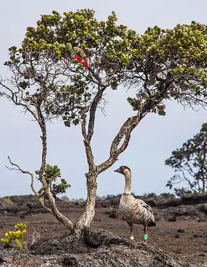 A Nēnē (Hawaiian goose) beside flowering ʻōhiʻa in the park summit forest, the setting Nāmakanipaio Campground sits in.