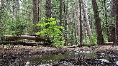 Tent and RV sites under conifers at Upper Pines Campground on the Yosemite Valley floor.